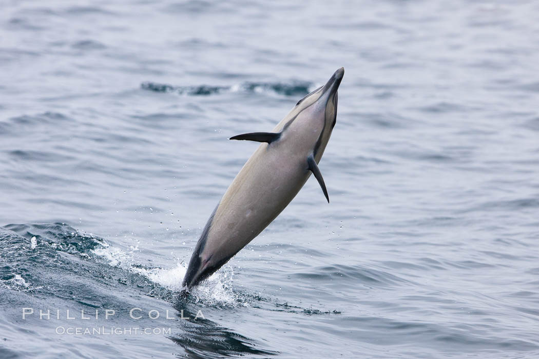 Common dolphin leaping from the ocean. Santa Barbara, California, USA, Delphinus delphis, natural history stock photograph, photo id 27018