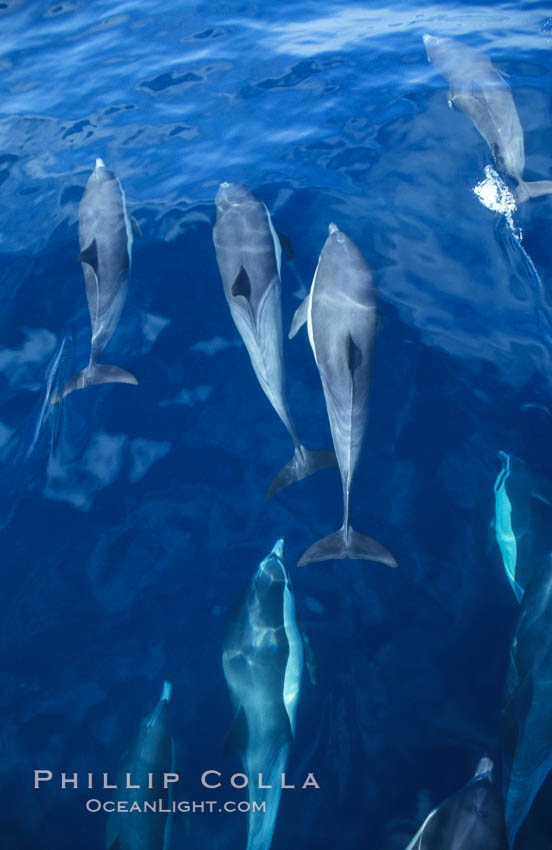 Common dolphin. San Diego, California, USA, Delphinus delphis, natural history stock photograph, photo id 00072