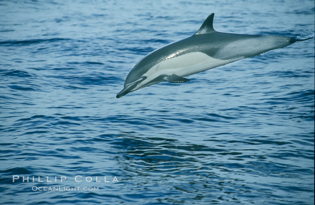 Common dolphin. San Diego, California, USA, Delphinus delphis, natural history stock photograph, photo id 00097