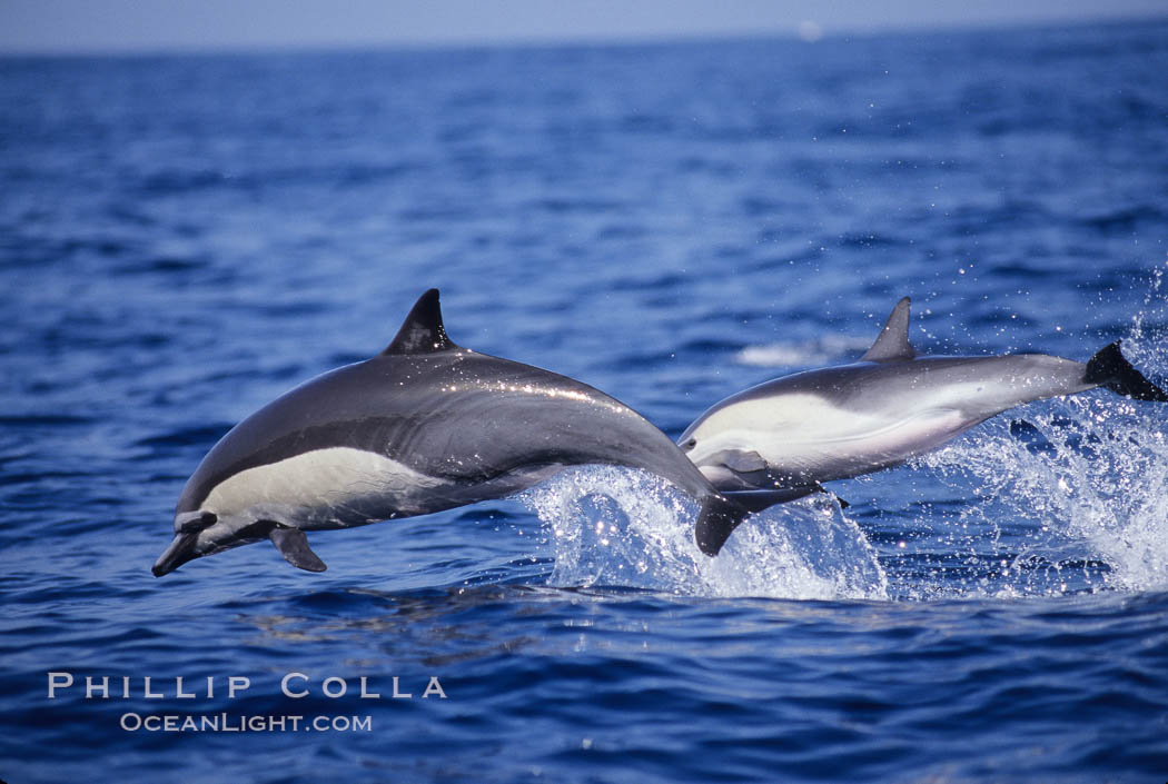Common dolphin. San Diego, California, USA, Delphinus delphis, natural history stock photograph, photo id 01017