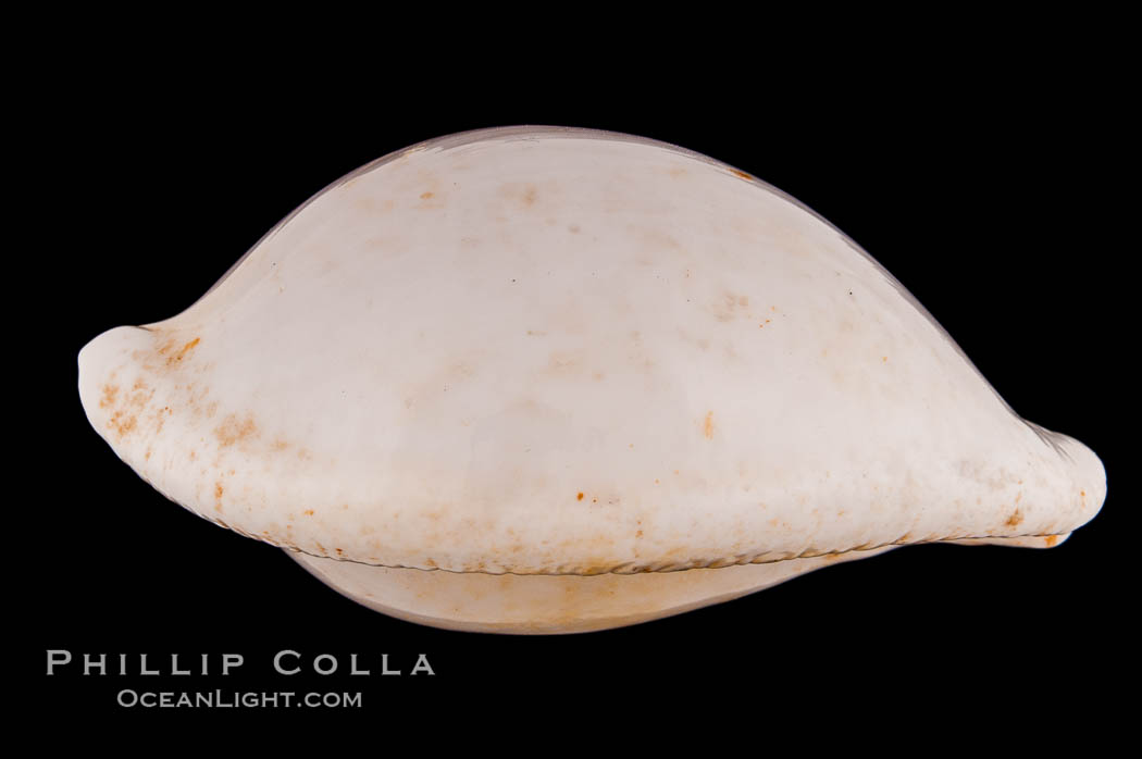 Common Egg Cowrie., Ovula ovum, natural history stock photograph, photo id 08543