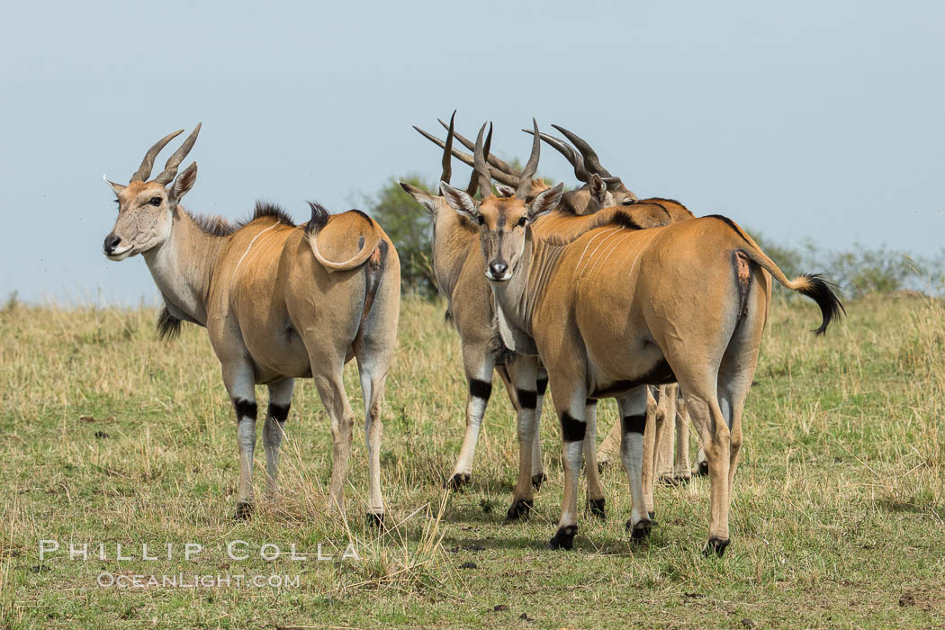 Common eland, Maasai Mara, Kenya. Maasai Mara National Reserve, Taurotragus oryx, natural history stock photograph, photo id 29903
