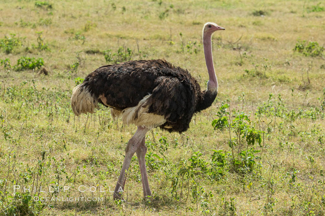 Common Ostrich. Amboseli National Park, Kenya, Struthio camelus, natural history stock photograph, photo id 29494