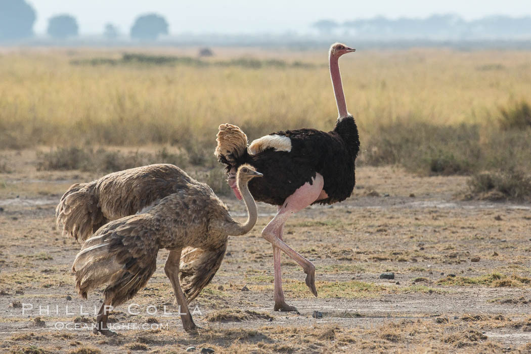 Common Ostrich., Struthio camelus, natural history stock photograph, photo id 29574
