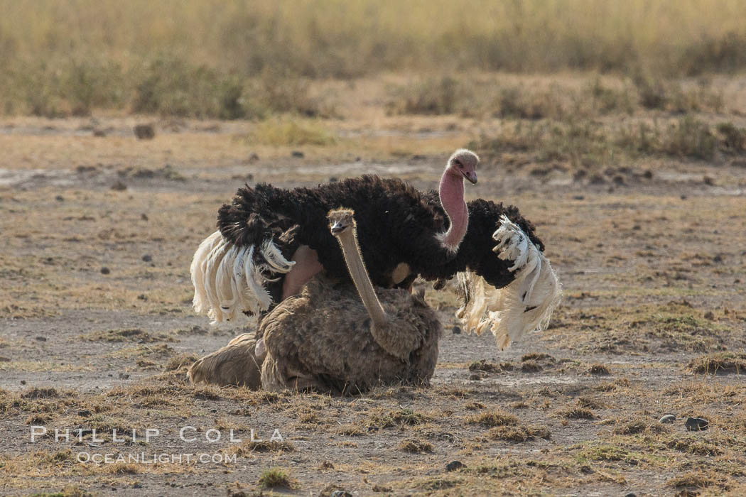 Common Ostrich mating. Amboseli National Park, Kenya, Struthio camelus, natural history stock photograph, photo id 29572