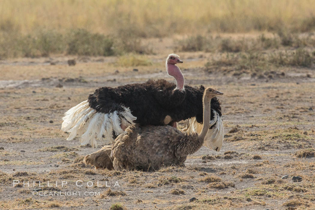 Common Ostrich mating. Amboseli National Park, Kenya, natural history stock photograph, photo id 29573