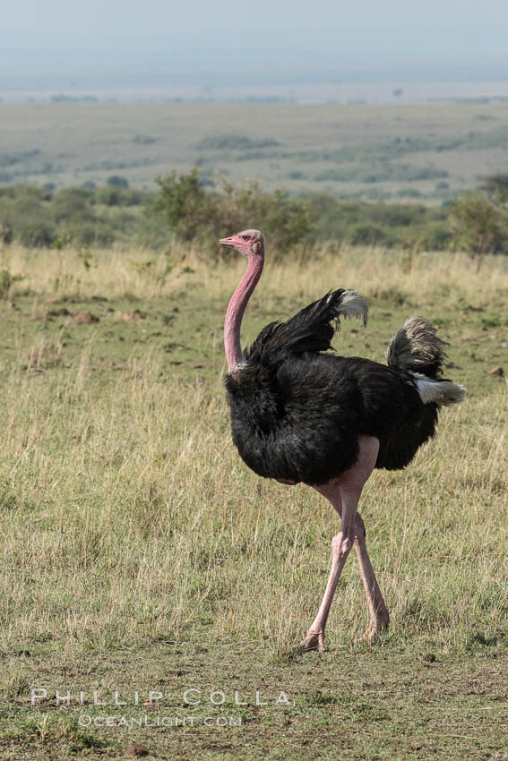 Common ostrich. Maasai Mara National Reserve, Kenya, Struthio camelus, natural history stock photograph, photo id 29900