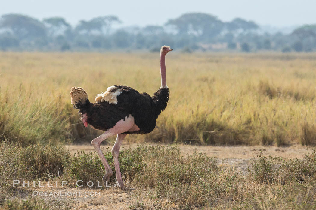 Common Ostrich., Struthio camelus, natural history stock photograph, photo id 29575