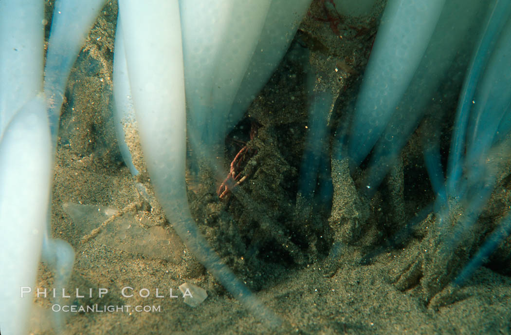 Squid egg casings attach to sand. La Jolla, California, USA, Loligo opalescens, natural history stock photograph, photo id 02550