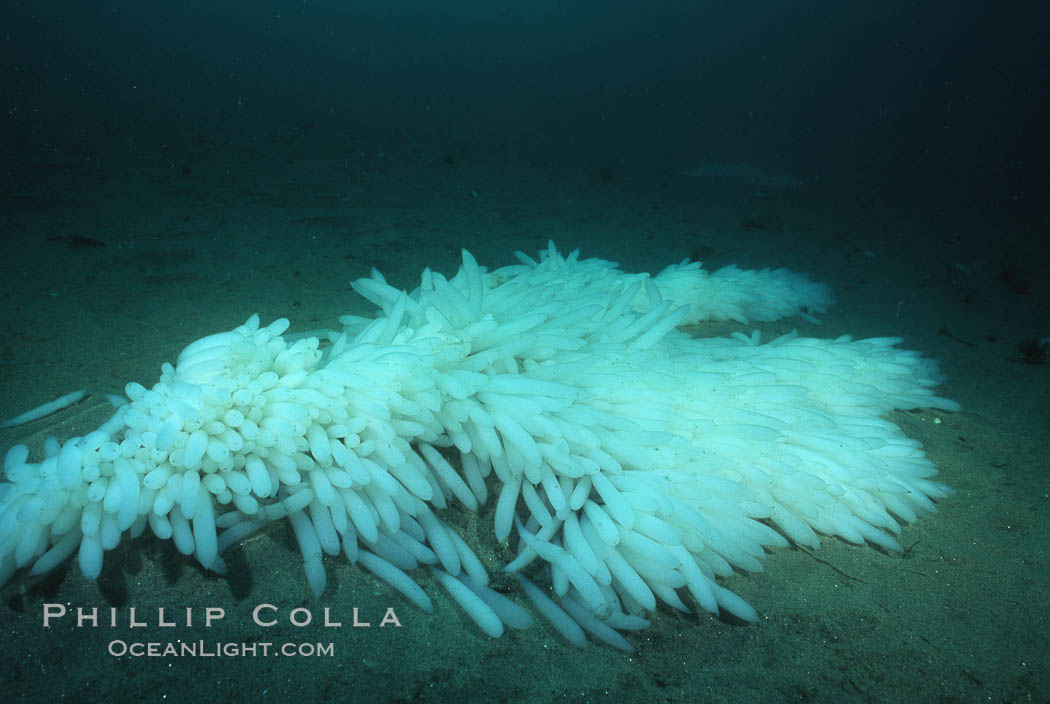 Squid egg clusters on sand. La Jolla, California, USA, Loligo opalescens, natural history stock photograph, photo id 05406