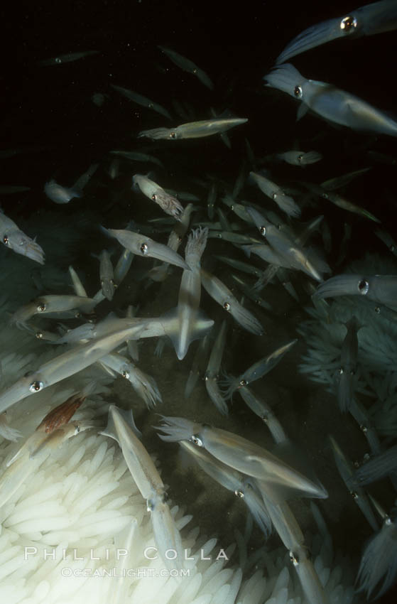 Squid, mating and laying eggs. La Jolla, California, USA, Loligo opalescens, natural history stock photograph, photo id 05400