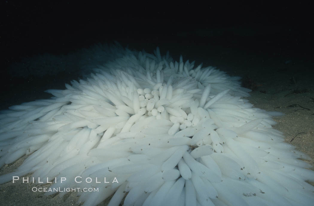 Squid egg masses attached to sandy bottom. La Jolla, California, USA, Loligo opalescens, natural history stock photograph, photo id 03113