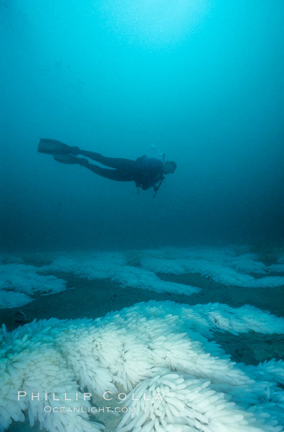 Squid eggs, La Jolla Canyon. California, USA, Loligo opalescens, natural history stock photograph, photo id 01972