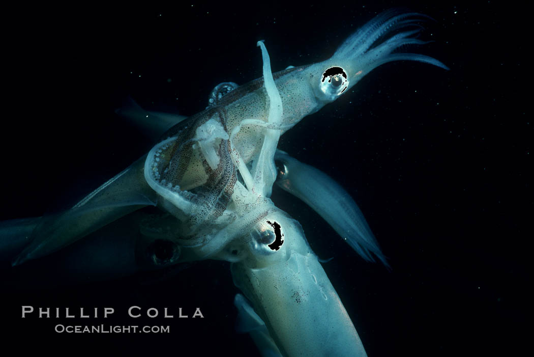 Squid, mating and laying eggs. La Jolla, California, USA, Loligo opalescens, natural history stock photograph, photo id 05381