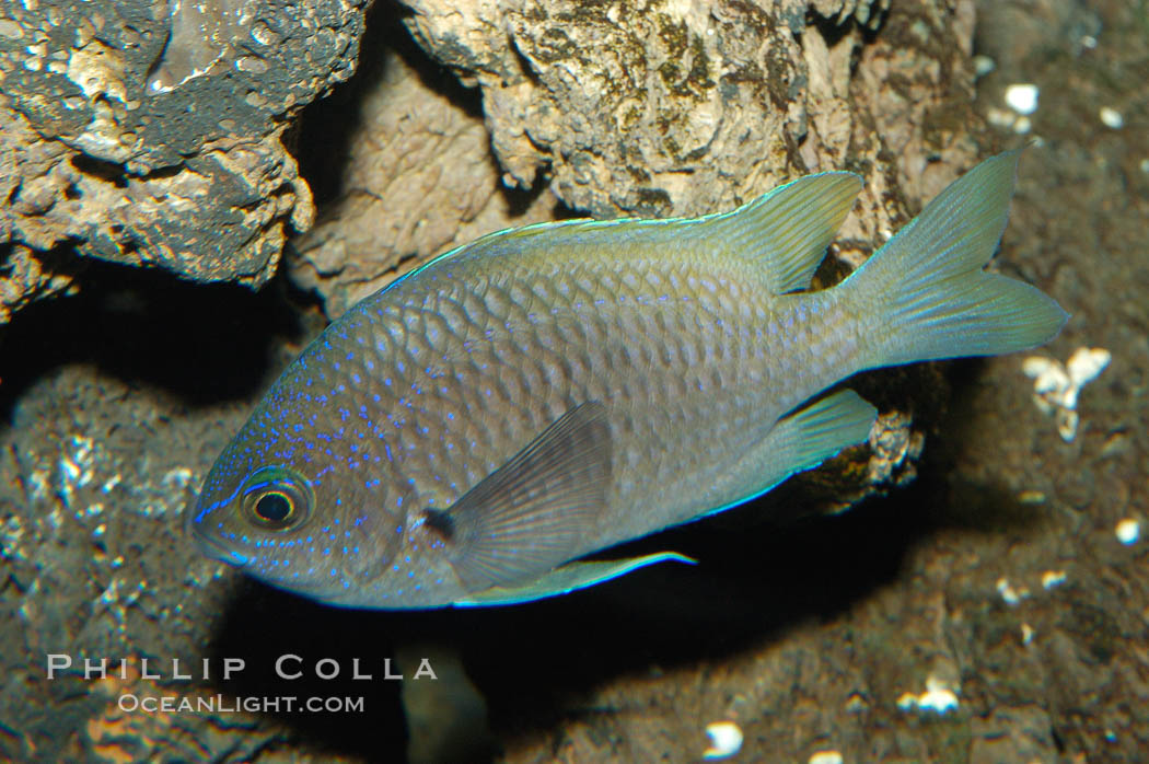 Connies Damsel., Chromis limbaughi, natural history stock photograph, photo id 09223