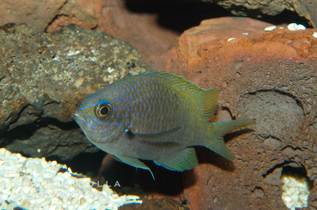 Connies Damsel., Chromis limbaughi, natural history stock photograph, photo id 09221