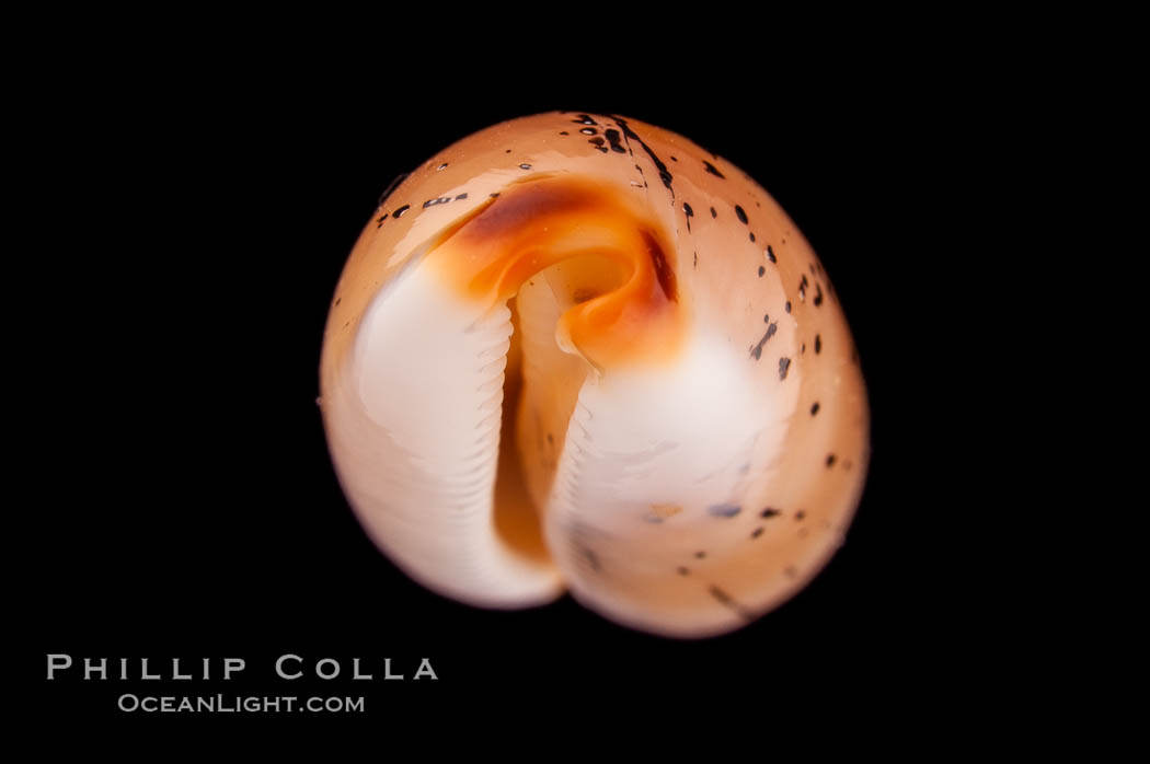 Controversial Cowrie., Cypraea controversa atriceps, natural history stock photograph, photo id 08188