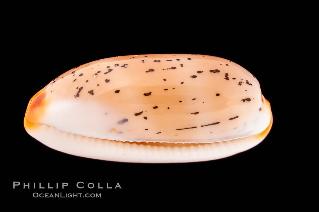 Controversial Cowrie., Cypraea controversa atriceps, natural history stock photograph, photo id 08187