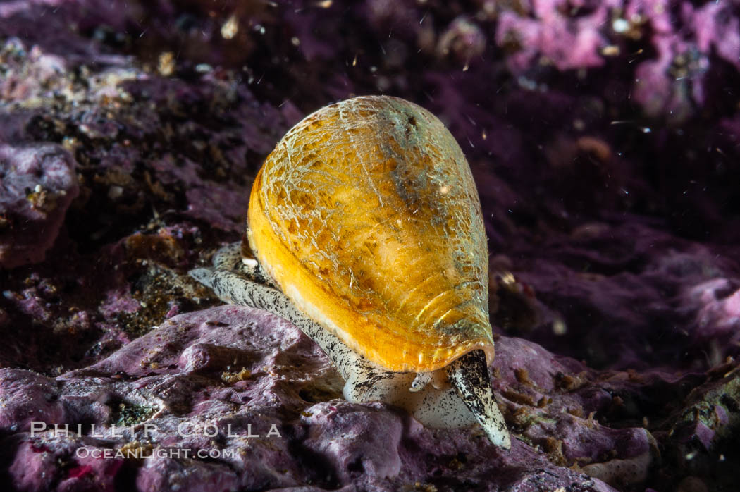 A Califonia cone snail, its eye stalk and mantle barely visible under its shell, makes it way slowly across a rocky reef. Santa Barbara Island, California, USA, Conus californicus, natural history stock photograph, photo id 10178
