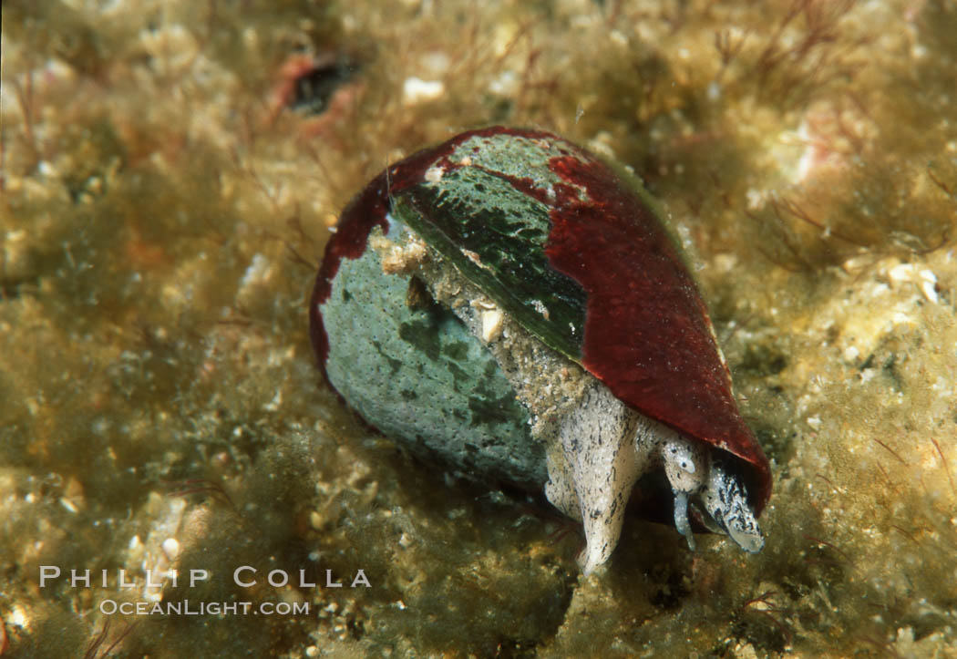 Califonia cone, Coronado Islands. Coronado Islands (Islas Coronado), Baja California, Mexico, Conus californicus, natural history stock photograph, photo id 02551