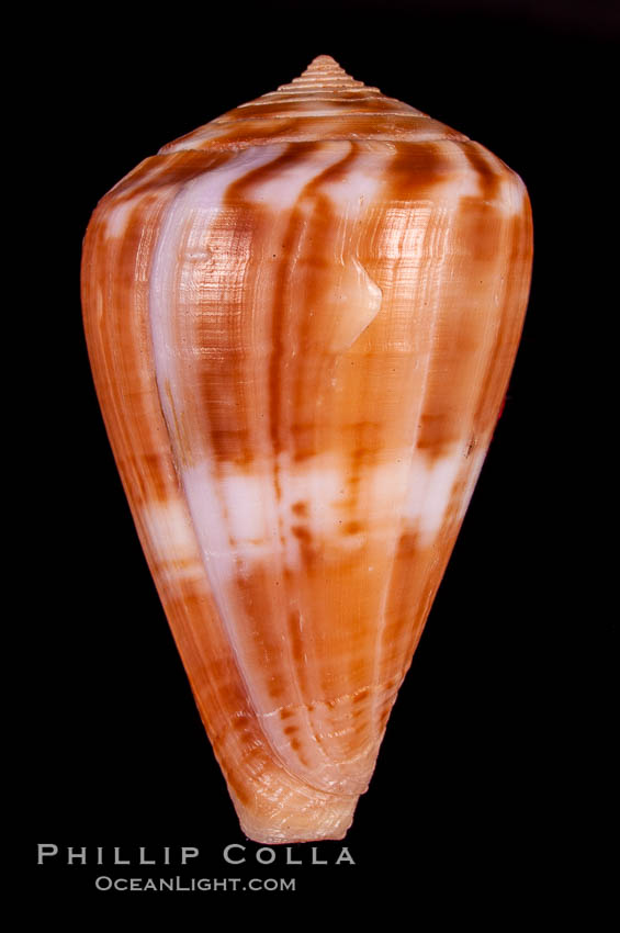 Conus mutabilis., Conus mutabilis, natural history stock photograph, photo id 07968