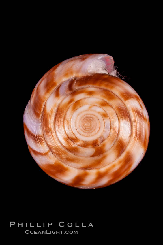 Conus mutabilis., Conus mutabilis, natural history stock photograph, photo id 07969