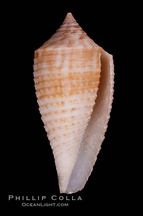 Conus pseudosulcatus., Conus pseudosulcatus, natural history stock photograph, photo id 07976