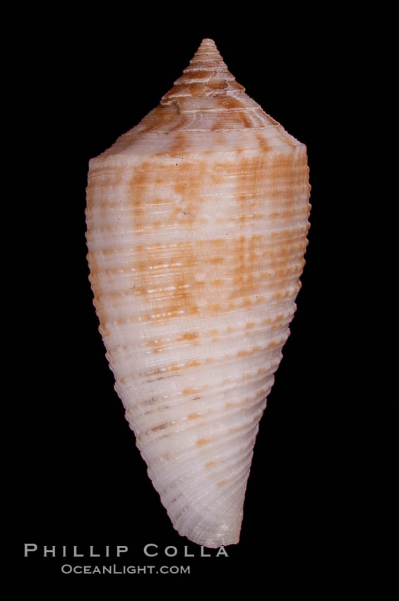 Conus pseudosulcatus., Conus pseudosulcatus, natural history stock photograph, photo id 07977