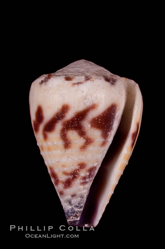 Marriage Cone., Conus sponsalis, natural history stock photograph, photo id 07979