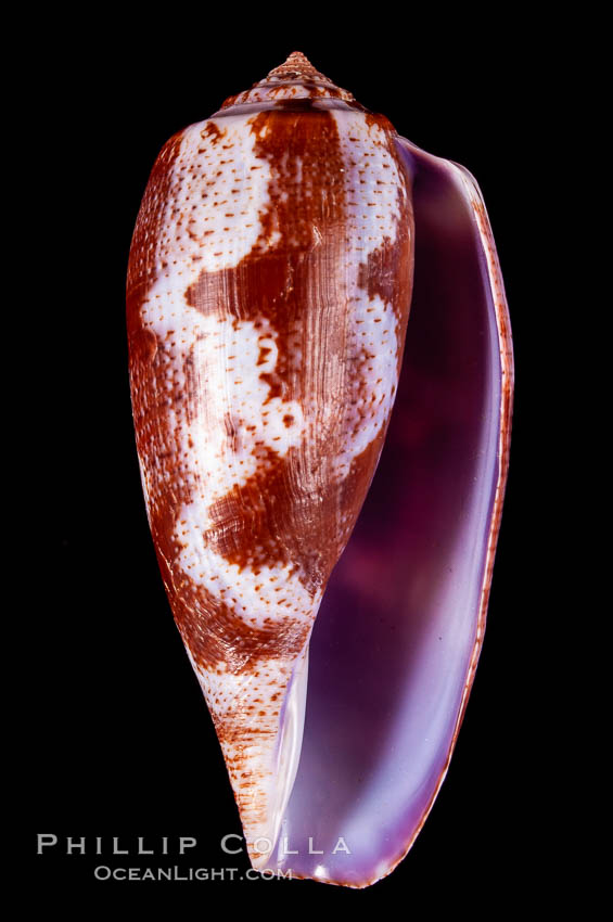 Tulip Cone., Conus tulipa, natural history stock photograph, photo id 07954