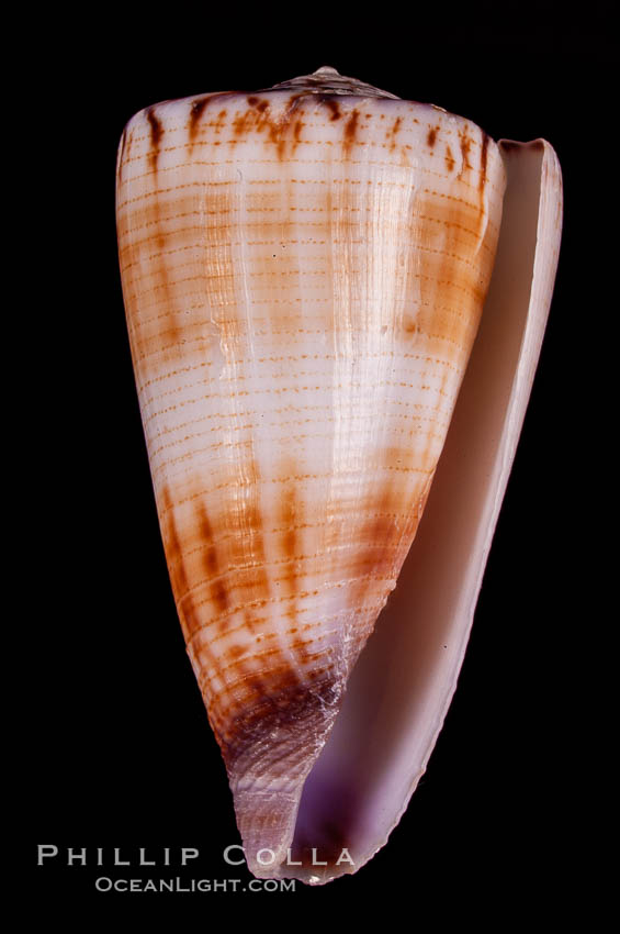 Calf Cone., Conus vitulinus, natural history stock photograph, photo id 07970