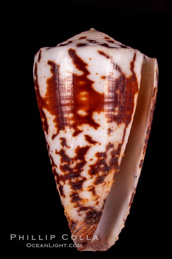 Calf Cone., Conus vitulinus, natural history stock photograph, photo id 07973
