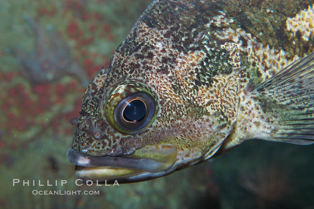 Copper rockfish., Sebastes caurinus, natural history stock photograph, photo id 09032