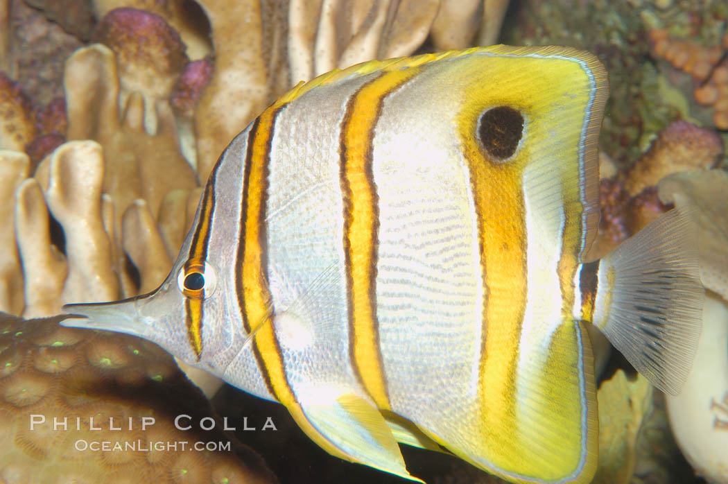 Copperband butterflyfish., Chelmon rostratus, natural history stock photograph, photo id 08810