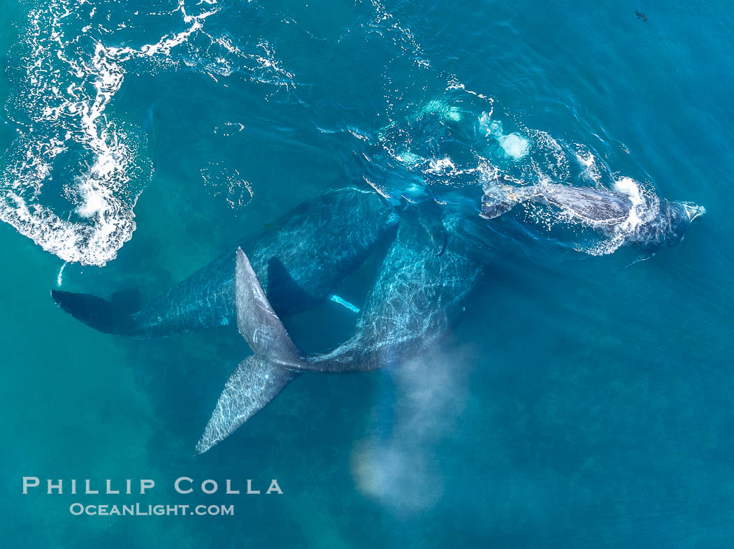 Copulating Pair of Southern Right Whales, aerial photo.The male is at left, female at right, and the female's calf at upper right. By permission of the Government of Argentina, Chubut, permit # 51 / 2025-SsCyA. Puerto Piramides, Eubalaena australis, natural history stock photograph, photo id 41219