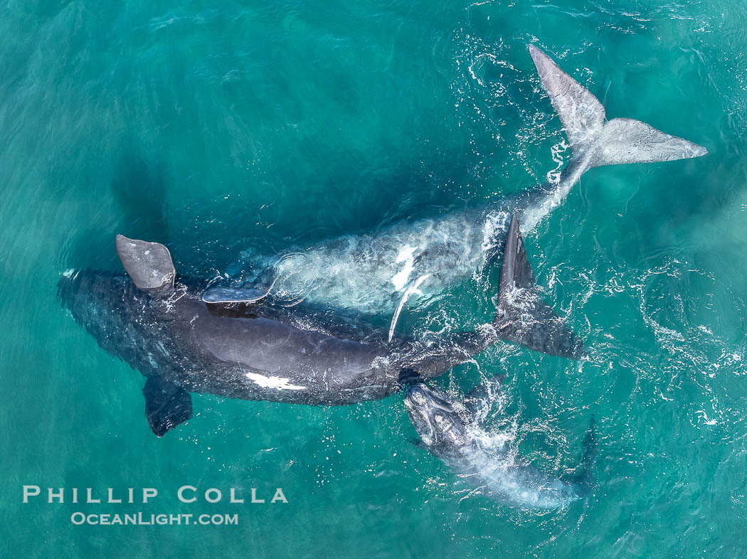 Copulating Southern Right Whales, aerial photo. The male is upside down (belly up) and trying to copulate with the female who is also belly up and being evasive of the male. The female's calf is at lower right. By permission of the Government of Argentina, Chubut, permit # 51 / 2025-SsCyA, Eubalaena australis, Puerto Piramides Copulating Southern Right Whales, aerial photo. The male is upside down (belly up) and trying to copulate with the female who is also belly up and being evasive of the male. The female's calf is at lower right. By permission of the Government of Argentina, Chubut, permit # 51 / 2025-SsCyA, Eubalaena australis, Puerto Piramides