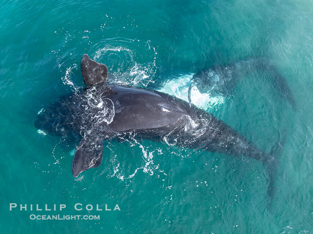 Copulating Southern Right Whales, aerial photo. The male is upside down (belly up) and trying to copulate with the female who is also belly up and being evasive of the male. By permission of the Government of Argentina, Chubut, permit # 51 / 2025-SsCyA, Eubalaena australis, Puerto Piramides Copulating Southern Right Whales, aerial photo. The male is upside down (belly up) and trying to copulate with the female who is also belly up and being evasive of the male. By permission of the Government of Argentina, Chubut, permit # 51 / 2025-SsCyA, Eubalaena australis, Puerto Piramides