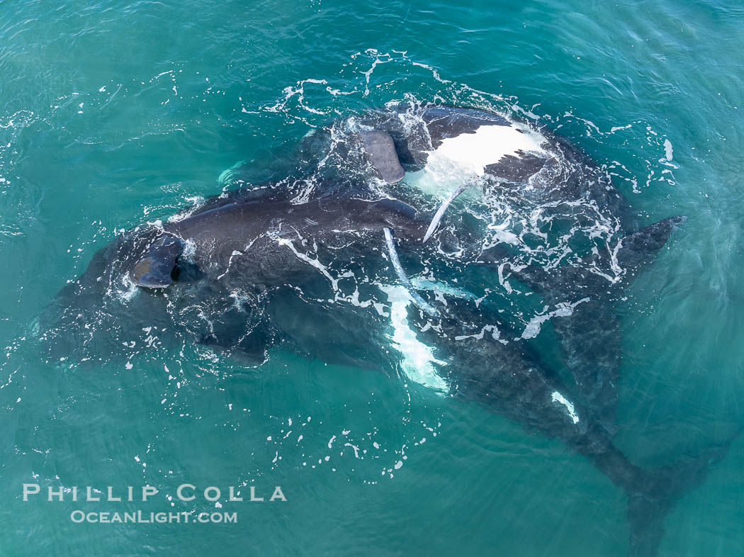 Copulating Southern Right Whales, aerial photo. The female is in the middle. The male at bottom is copulating with her, while the second male at top is trying to do so as well. By permission of the Government of Argentina, Chubut, permit # 51 / 2025-SsCyA, Eubalaena australis, Puerto Piramides Copulating Southern Right Whales, aerial photo. The female is in the middle. The male at bottom is copulating with her, while the second male at top is trying to do so as well. By permission of the Government of Argentina, Chubut, permit # 51 / 2025-SsCyA, Eubalaena australis, Puerto Piramides