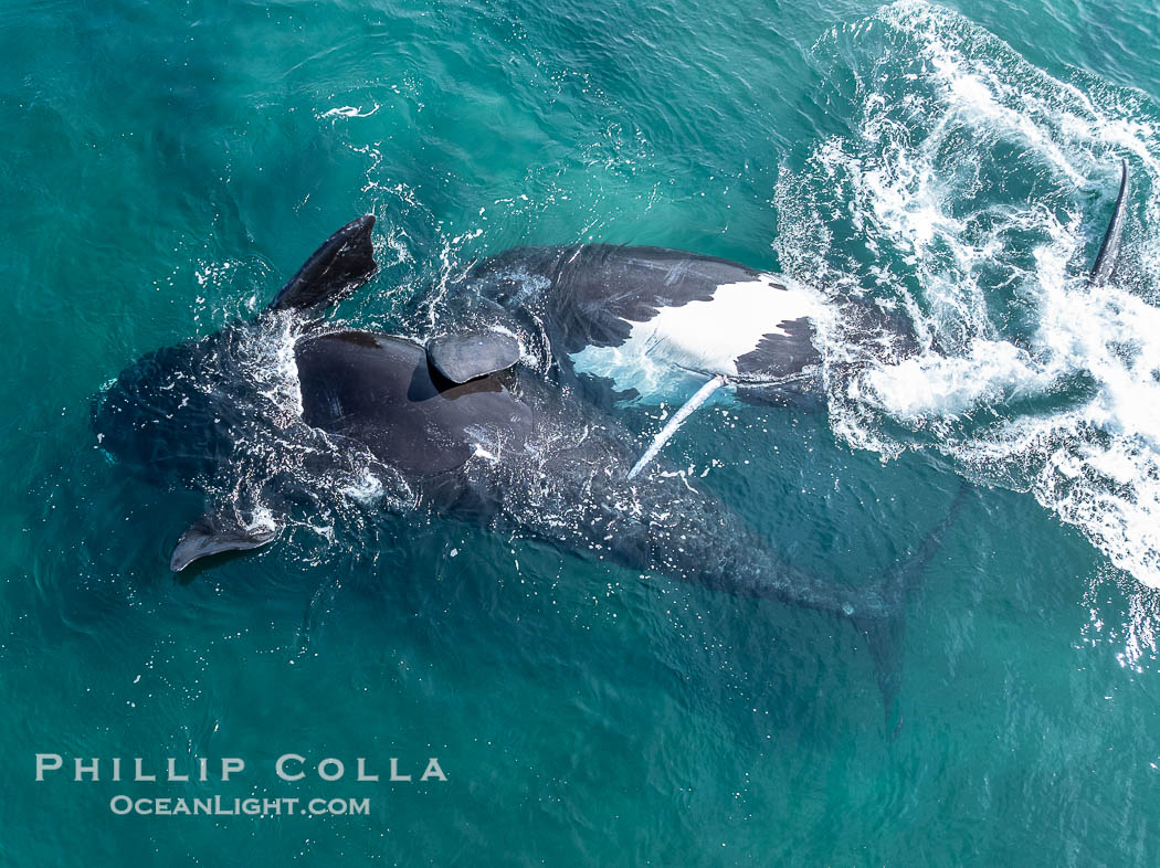 Copulating Southern Right Whales, aerial photo. The male is upside down (belly up) and trying to copulate with the female who is also belly up and being evasive of the male. By permission of the Government of Argentina, Chubut, permit # 51 / 2025-SsCyA, Eubalaena australis, Puerto Piramides Copulating Southern Right Whales, aerial photo. The male is upside down (belly up) and trying to copulate with the female who is also belly up and being evasive of the male. By permission of the Government of Argentina, Chubut, permit # 51 / 2025-SsCyA, Eubalaena australis, Puerto Piramides