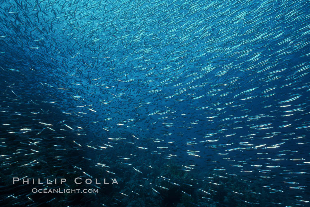 Copyright (c) Phillip Colla, all rights reserved worldwide. Egyptian Red Sea, natural history stock photograph, photo id 05254