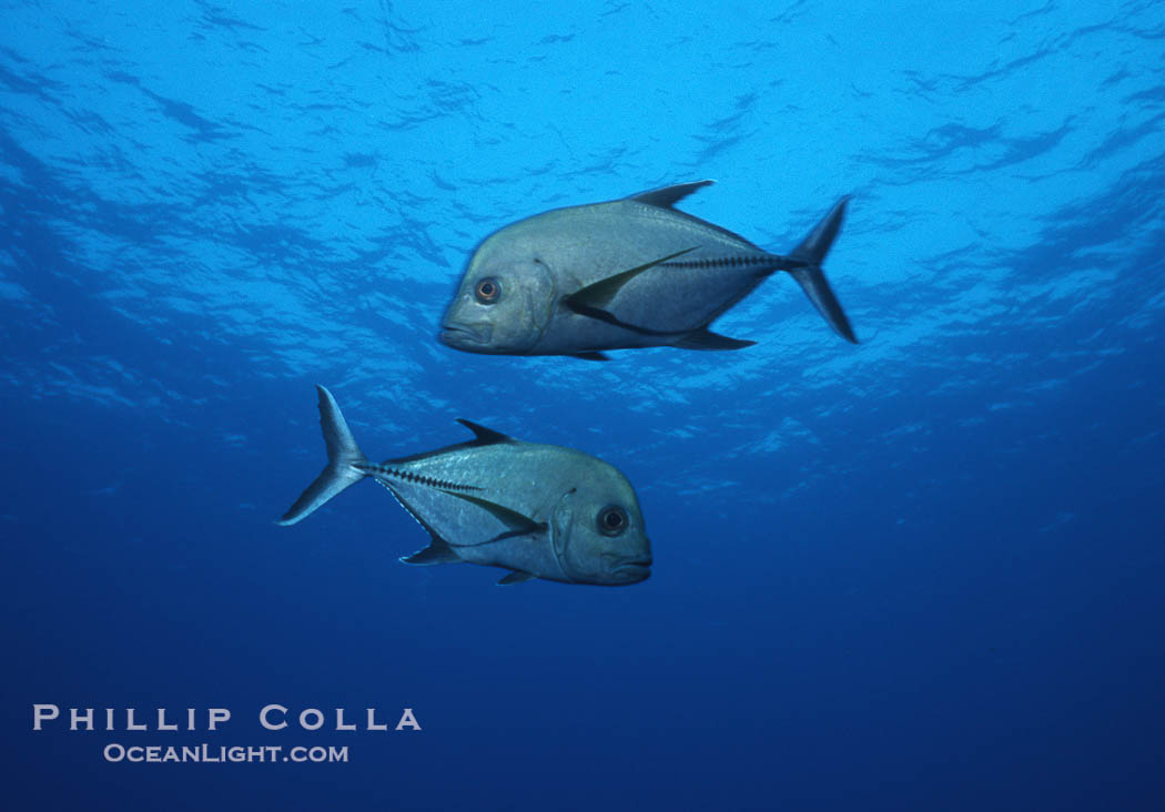 Copyright (c) Phillip Colla, all rights reserved worldwide., natural history stock photograph, photo id 05766