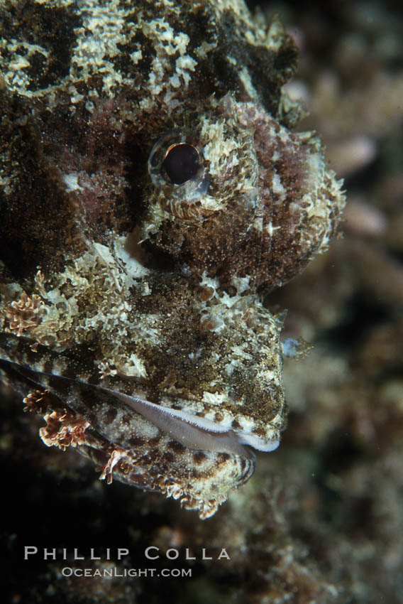 Copyright (c) Phillip Colla, all rights reserved worldwide. Egyptian Red Sea, natural history stock photograph, photo id 05236