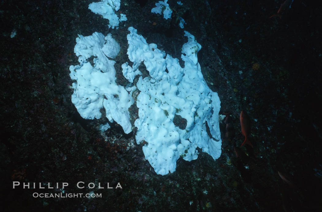 Coral bleaching during 1998 El Nino oscillation. Galapagos Islands, Ecuador, natural history stock photograph, photo id 05590