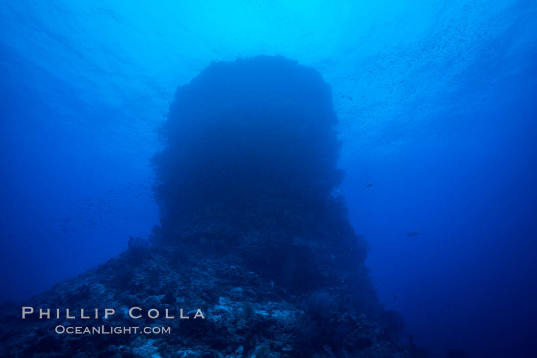 Coral Bommie, cylinder of hard coral, viewed from below. Namena Marine Reserve, Namena Island, Fiji, natural history stock photograph, photo id 31588