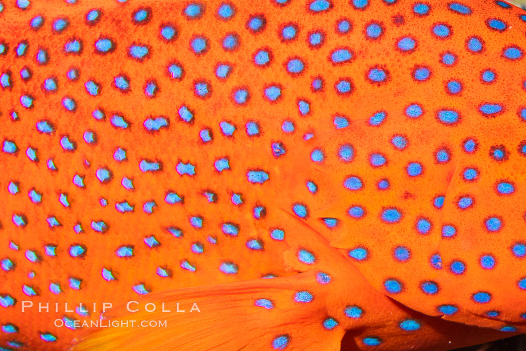 Coral Hind, Cephalopholis miniata, also known as Coral Trout and Coral Grouper, Fiji. Namena Marine Reserve, Namena Island, Cephalopholis miniata, natural history stock photograph, photo id 34943
