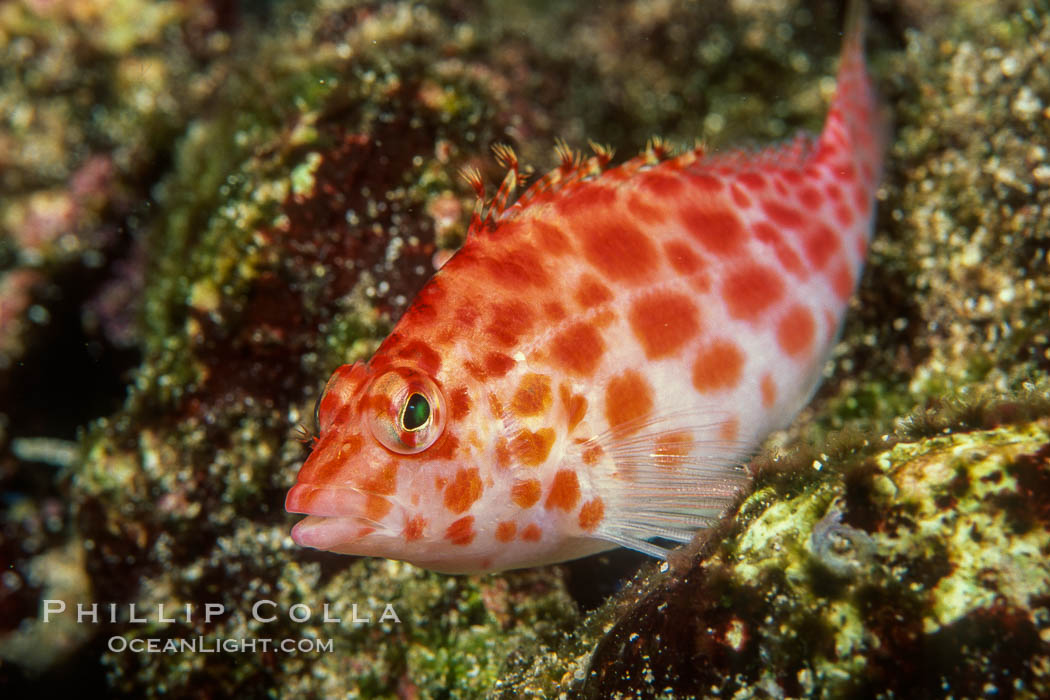 Coral hawkfish. Wolf Island, Galapagos Islands, Ecuador, Cirrhitichthys oxycephalus, natural history stock photograph, photo id 05056
