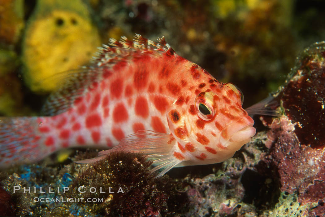 Coral hawkfish. Wolf Island, Galapagos Islands, Ecuador, Cirrhitichthys oxycephalus, natural history stock photograph, photo id 05057