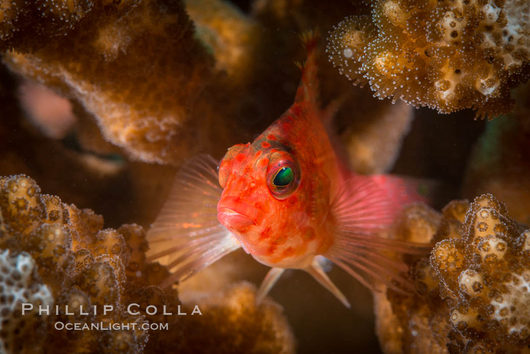 Coral Hawkfish, Sea of Cortez, Baja California. Isla San Diego, Mexico, natural history stock photograph, photo id 33550