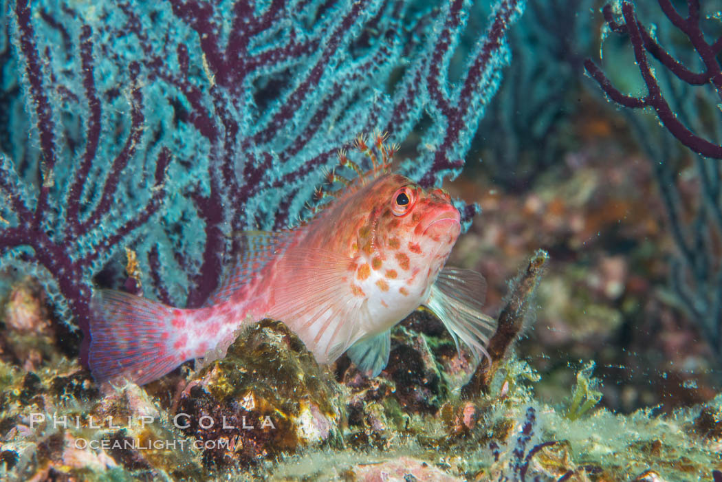 Coral Hawkfish, Sea of Cortez, Baja California. Isla Espiritu Santo, Mexico, natural history stock photograph, photo id 33770