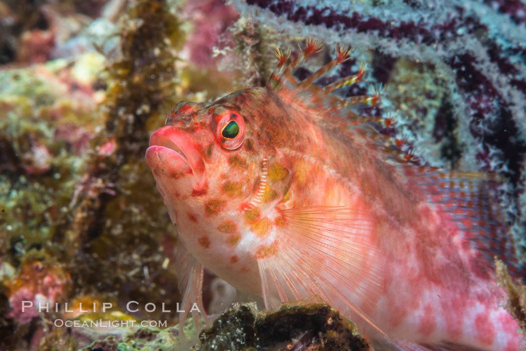 Coral Hawkfish, Sea of Cortez, Baja California. Isla Espiritu Santo, Mexico, natural history stock photograph, photo id 33774
